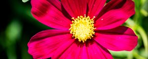 Preview wallpaper cosmea, petals, flower, red, leaves