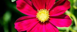 Preview wallpaper cosmea, petals, flower, red, leaves