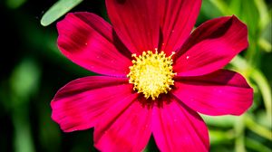 Preview wallpaper cosmea, petals, flower, red, leaves