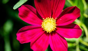Preview wallpaper cosmea, petals, flower, red, leaves
