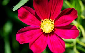 Preview wallpaper cosmea, petals, flower, red, leaves