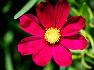 Preview wallpaper cosmea, petals, flower, red, leaves