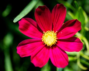 Preview wallpaper cosmea, petals, flower, red, leaves