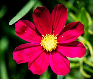 Preview wallpaper cosmea, petals, flower, red, leaves