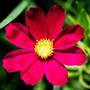 Preview wallpaper cosmea, petals, flower, red, leaves