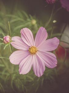 Preview wallpaper cosmos, field flower, petals, pink