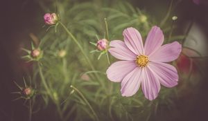 Preview wallpaper cosmos, field flower, petals, pink