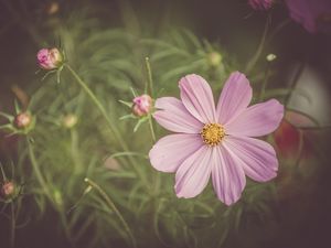 Preview wallpaper cosmos, field flower, petals, pink