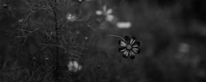 Preview wallpaper cosmos, flower, bw, blur