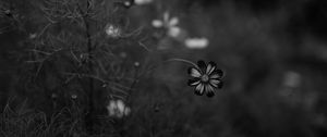 Preview wallpaper cosmos, flower, bw, blur