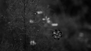 Preview wallpaper cosmos, flower, bw, blur