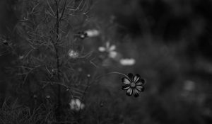 Preview wallpaper cosmos, flower, bw, blur