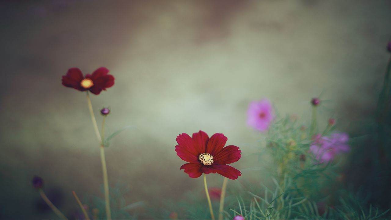 Wallpaper cosmos, flower, close-up, field