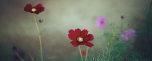 Preview wallpaper cosmos, flower, close-up, field