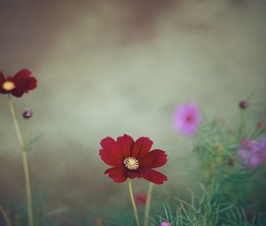 Preview wallpaper cosmos, flower, close-up, field