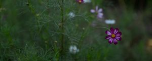 Preview wallpaper cosmos, flower, field, bloom, blur, grass