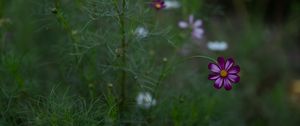 Preview wallpaper cosmos, flower, field, bloom, blur, grass