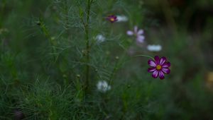 Preview wallpaper cosmos, flower, field, bloom, blur, grass