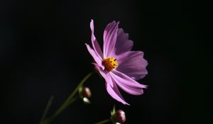 Preview wallpaper cosmos, flower, lilac, blooms, dark background