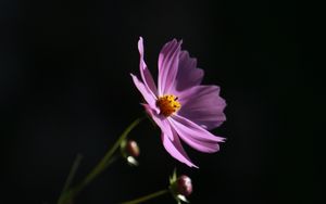 Preview wallpaper cosmos, flower, lilac, blooms, dark background