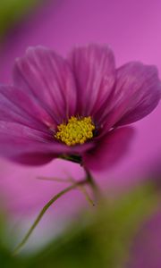 Preview wallpaper cosmos, flower, macro, purple, plant