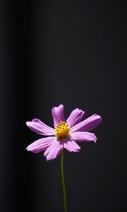 Preview wallpaper cosmos, flower, minimalism