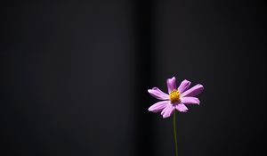 Preview wallpaper cosmos, flower, minimalism