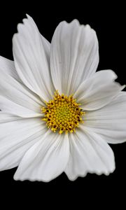 Preview wallpaper cosmos, flower, petals, white, macro