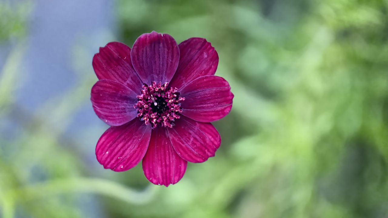 Wallpaper cosmos, flower, petals, macro, pink, blur