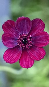 Preview wallpaper cosmos, flower, petals, macro, pink, blur