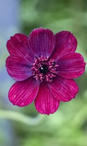 Preview wallpaper cosmos, flower, petals, macro, pink, blur