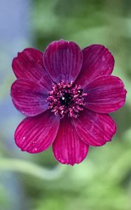 Preview wallpaper cosmos, flower, petals, macro, pink, blur