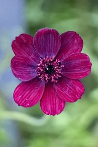 Preview wallpaper cosmos, flower, petals, macro, pink, blur