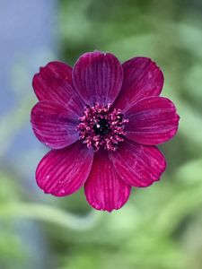 Preview wallpaper cosmos, flower, petals, macro, pink, blur