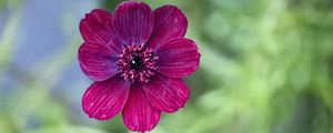 Preview wallpaper cosmos, flower, petals, macro, pink, blur