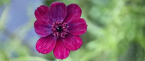 Preview wallpaper cosmos, flower, petals, macro, pink, blur