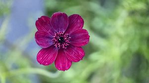 Preview wallpaper cosmos, flower, petals, macro, pink, blur