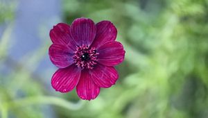 Preview wallpaper cosmos, flower, petals, macro, pink, blur