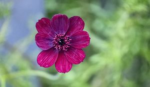 Preview wallpaper cosmos, flower, petals, macro, pink, blur
