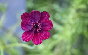 Preview wallpaper cosmos, flower, petals, macro, pink, blur