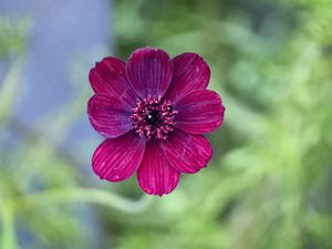 Preview wallpaper cosmos, flower, petals, macro, pink, blur