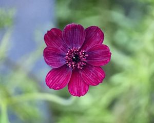 Preview wallpaper cosmos, flower, petals, macro, pink, blur