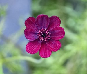 Preview wallpaper cosmos, flower, petals, macro, pink, blur