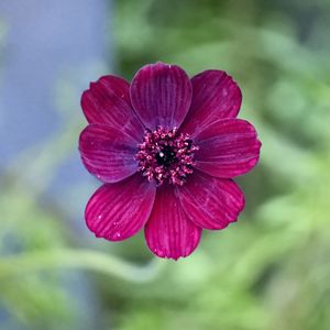 Preview wallpaper cosmos, flower, petals, macro, pink, blur