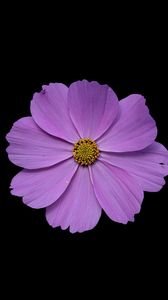 Preview wallpaper cosmos, flower, petals, purple, macro, black background