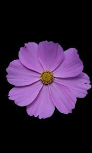 Preview wallpaper cosmos, flower, petals, purple, macro, black background