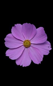 Preview wallpaper cosmos, flower, petals, purple, macro, black background