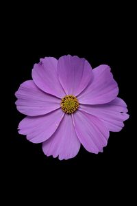 Preview wallpaper cosmos, flower, petals, purple, macro, black background