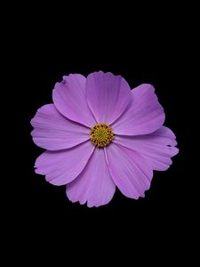 Preview wallpaper cosmos, flower, petals, purple, macro, black background