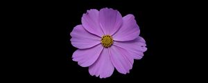 Preview wallpaper cosmos, flower, petals, purple, macro, black background